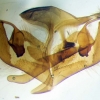 pyrgus carlinae genitalia m